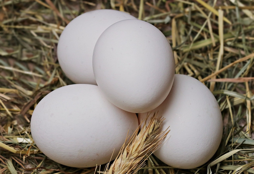 egg-2048476-1280-8eac.jpg